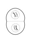 diameter of the cell